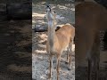 funny looking deer smiles to get free food best viral videos