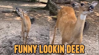 Funny-Looking Deer 'SMILES' to Get Free Food! || Best Viral Videos