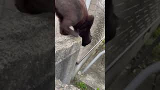 素敵な野良猫ブラック君#野良猫#staycat#黒猫#blackcat#猫大好き#猫好き