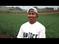 homesick kiribati farm workers lift morale by singing in tasmanian vegetable fields abc australia