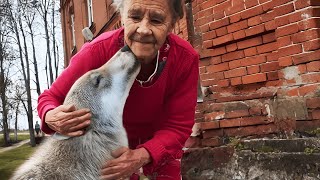 Вона виростила цуценя, не знаючи, що він хижак, але за рік вовк показав, на що він здатний...