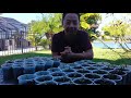 how to grow desert rose from seeds desert rose adenium germination desert rose propagation