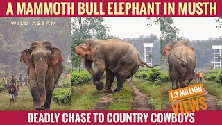 DONT ANGRY ME !!! A MAMMOTH MUSTH ELEPHANT CHARGES THE COWBOYS || ভাতী খোলা বৃহৎ মখনা হাতীৰ আক্ৰমণ