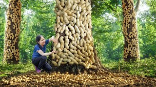 Harvesting Giant Peanut Goes to market sell - Lý Thị Hồng