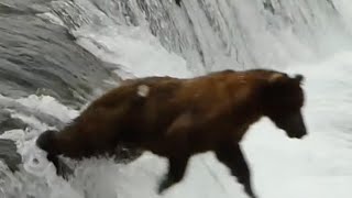 Bear Belly Flops Off of Brooks Falls