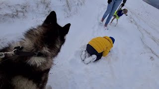 The BEST Reactions to a Huge Husky in Public!