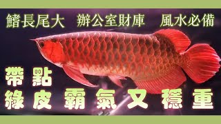 霸氣穩重的龍～辦公室聚財風水魚！紅龍飼養記錄分享【精品龍魚鴻龍高雄店】HongLong-KHH