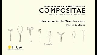 Morphology \u0026 Classification of Compositae: Introduction to the Microcharacters by M. Bonifacino