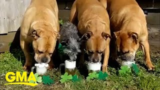 Cheers to these dogs drinking fake beer, and these dogs only l GMA