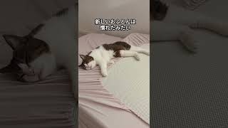 気持ちよくお昼寝する猫【白キジ猫かよちゃん】#shorts #保護猫 #猫のいる暮らし #ねこ #cats