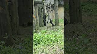 Chimpanzee/Pan troglodytes/Taipei Zoo