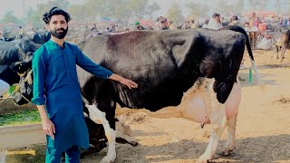 Amazing 50KG Milk Record Holstein Friesian Cow For At Doli Shaheed Mandi