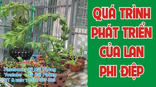 Quá trình phát triển của lan phi điệp. Dành cho người mới chơi