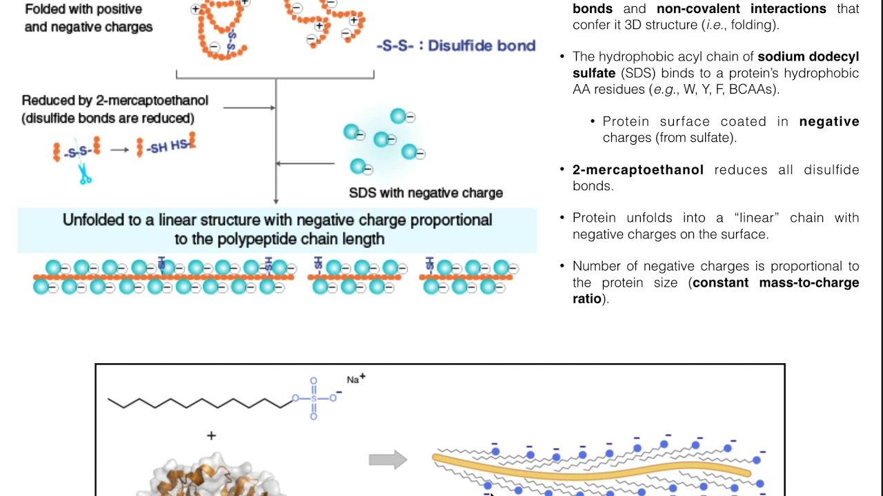 Biotechniques | Principles Of SDS-PAGE (Protein Separation) - YouTube