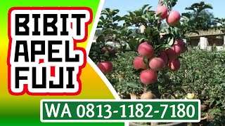 Harga Bibit Pohon Apel Fuji Terbaik \u0026 Unggulan