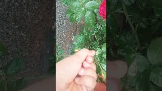 എന്റെ കുഞ്ഞു റോസാ പൂവ്🌹🌹 ഇഷ്ടപ്പെട്ടാൽ like and Subscribe  Bye Bye