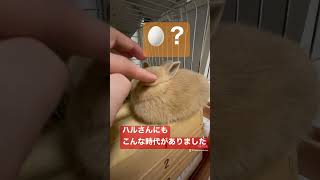 卵のような形状のうさぎさんハル