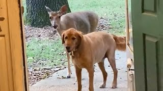 When your dog brings unexpected guests inside house 🙈🤣