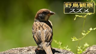 【スローモーションで野鳥観察】スズメ【特別な事は何も起らない動画】