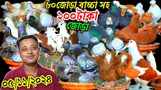 ৯০% বাচ্চা সহ ৮০ জোড়া কবুতর ২০০ টাকা জোড়া সবচেয়ে কমদামে কিনুন Bangladesh pigeon