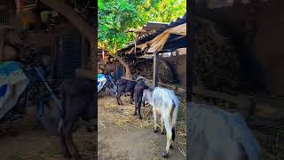 Original jafarabadi.प्रेम #gir #gujarat #gircow #trending #cow #trendingreels #radhakrishna