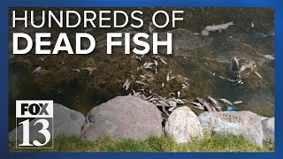 Utah wildlife officials investigating after 500 fish found dead in pond