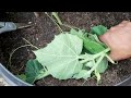 how to caring u0026 pruning your bottle gourd plant 1g 2g 3g cutting method shokher bagan 2021 kodu