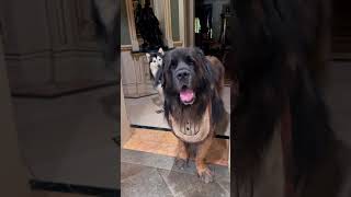 Prince Gentle giant Leonberger and Alaia the Alaskan Malamute + Wolf Puppy playing