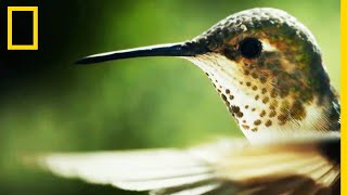 Ce colibri a migré du Mexique à l'Alaska