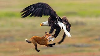 कुछ इस तरह से चील अपना शिकार करती है | THIS IS HOW EAGLES HUNT (ANIMALS STORIES)