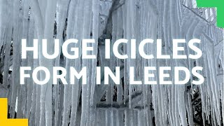 HUGE ICICLES form on trees in freezing north Leeds