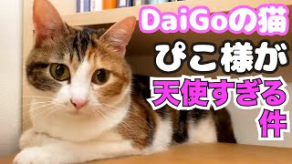 【天使】小さいぴこ様 ドアップ撮影してみた①【DaiGo切り抜き】