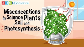 Misconceptions in Science – Plants, Soil and Photosynthesis