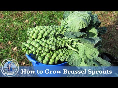 HD How to Grow Brussels Sprouts HD How to Grow Brussels Sprouts