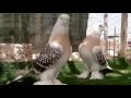 turkish tumbler pigeon