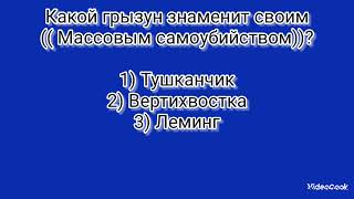 небольшой вопрос о грызунах🐹🐭