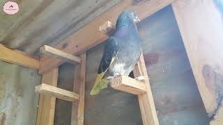 Roller Pigeons at Piccasos Loft...