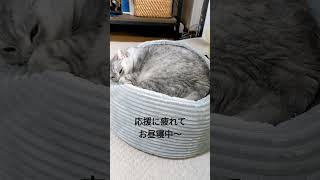 お昼寝中〜 #ねこすたぐらむ #ねこのいる生活 #にゃんこ #ネコ #猫好きさんと繋がりたい #猫 #ねこ #ふわもこ部 #ねこ部 #保護猫