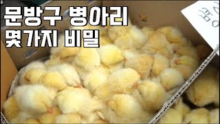 초등학교 앞에서 팔던 추억의 병아리 비밀을 알아냈습니다.