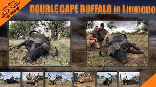 Hunting 2 Cape Buffalo in Limpopo