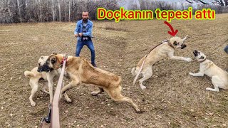 TYSON VE DOÇKANIN İÇİNDEN CANAVAR ÇIKTI ~MİSAFİR KÖPEKLERE DALDILAR