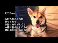 犬の歌『あなたがくれたもの』みんなでつくるビデオクリップ　第3弾