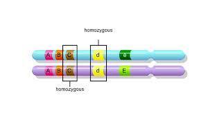 Genetic terms Animation