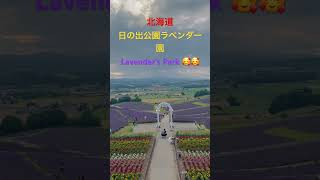 Lavender’s park 😍 | 北海道　| 日の出公園ラベンダー園 #beautiful #viral #shorts #japan