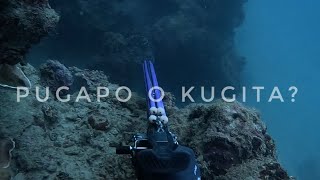 PUGAPO OR KUGITA? || HARVEST || QUICK NIGHTDIVE