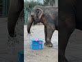 Elephant Schottzie's 47th Birthday - Cincinnati Zoo #shorts