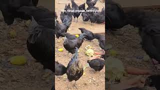 kadaknath chicken health benefit /farm fresh eggs/homestead