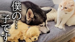 売れ残った子犬と一緒に寝てたら猫の反応が...