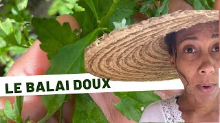 🌱Balai doux : Découvrez les bienfaits de cette plante médicinale méconnue