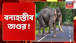 Krishnai Elephant News | একেটা নিশাতে বন্যহস্তীয়ে ভাঙিলে ১০টাকৈ বাসগৃহ